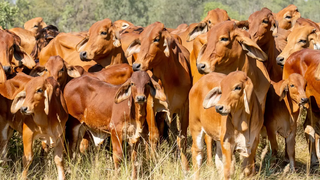 Zoetis Longrange Proven As A Once A Year Protection Against Bovine Botulism