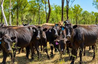 Rare Opportunity To Secure Large-Scale Cattle Property For Sale QLD