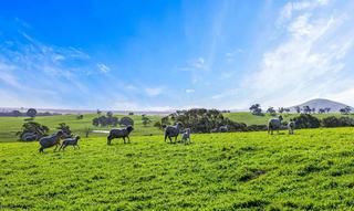 Premium Western VIC Livestock Property For Sale