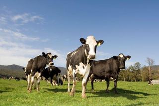 Hot Market Set To Continue For Cattle Stations For Sale QLD