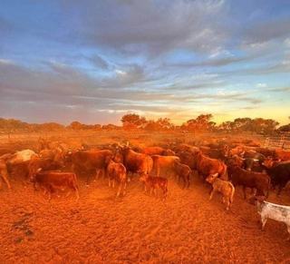 For Sale: Exceptional WA Cattle Property With Rich History