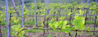 Wineries For Sale as ABARES Predicts Bumper 2021-22 Production