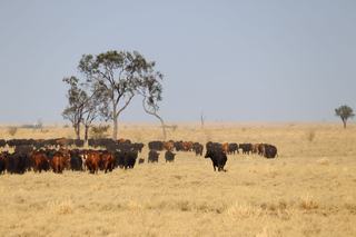 Premium Hughenden Cattle Station For Sale