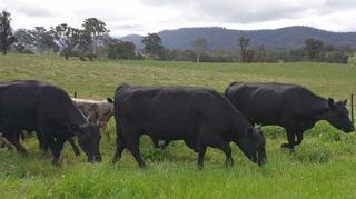 Andrew Gowning - Pell Rixon Pty Ltd