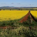 Jim Coffey - Elders Real Estate Wycheproof