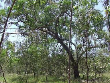Farm Sold - QLD - Brooweena - 4650 - Tall Trees  (Image 2)