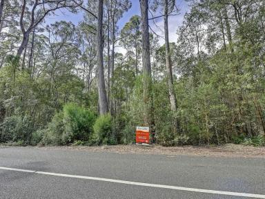 Farm Sold - TAS - Eaglehawk Neck - 7179 - Escape To A Lush Rainforest Of Your Own.  (Image 2)