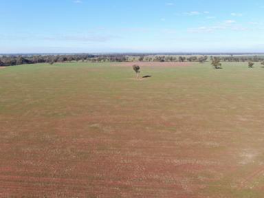 Farm Sold - NSW - West Wyalong - 2671 - 'Glengariff' Girral NSW, 1036 ha (2560 acres)  (Image 2)