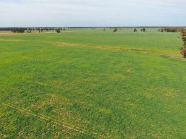 Farm Sold - NSW - West Wyalong - 2671 - Strathmerton 1145 acres  (Image 2)