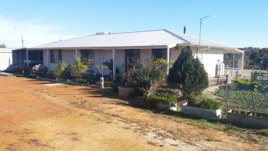 Farm For Sale - WA - Kauring - 6302 - Home Sweet Home with great farming opportunity for the career farmer or hobbyist  (Image 2)
