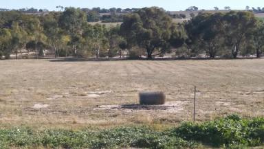 Farm For Sale - WA - Kauring - 6302 - Home Sweet Home with great farming opportunity for the career farmer or hobbyist  (Image 2)