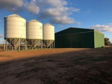 Farm For Sale - NSW - Warroo - 2871 - Mixed Farming/Cattle Enterprise or Commodity Trading - 1,262.36 Acres with home  (Image 2)