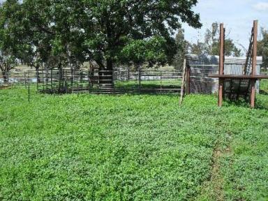 Farm Sold - NSW - Grong Grong - 2652 - Country Home on 42 useable acres  (Image 2)