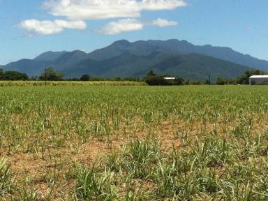 Farm For Sale - QLD - Miriwinni - 4871 - Sugar Farm, Great Soil with Time Proven Performance.  (Image 2)