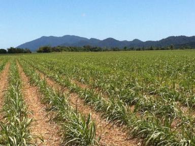 Farm For Sale - QLD - Miriwinni - 4871 - Sugar Farm, Great Soil with Time Proven Performance.  (Image 2)