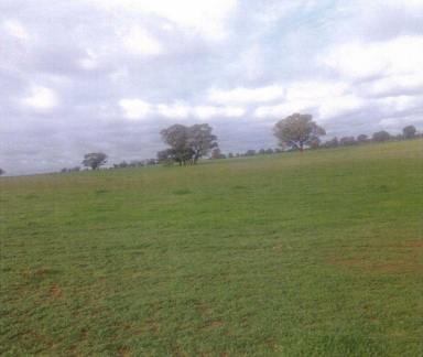 Farm Sold - NSW - Moama - 2731 - Fantastic Land Investment  (Image 2)