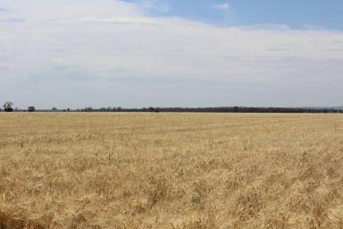 Farm For Sale - NSW - Croppa Creek - 2411 - PRIME FARMING LAND  (Image 2)