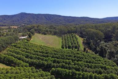 Farm Sold - NSW - Valla - 2448 - Macadamias, Water and Income - Great Lifestyle!  (Image 2)