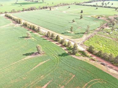 Farm Sold - NSW - Weethalle - 2669 - 'Yarran Park' Weethalle NSW  (Image 2)