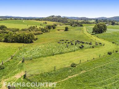 Farm Sold - NSW - Dorrigo - 2453 - Greener Days on Dorrigo Plateau  (Image 2)