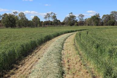 Farm Sold - QLD - Jambin - 4702 - Callide Valley Irrigation, Cropping and Grazing  (Image 2)