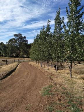 Farm Sold - WA - Catterick - 6255 - Horse/Lifestyle Property - Price Reduced!  (Image 2)