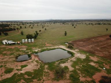Farm Sold - NSW - Condobolin - 2877 - 'Stella Downs' approx. 10,108 acres (4,090 ha)  (Image 2)