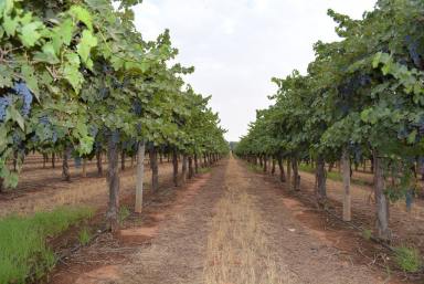 Farm Sold - VIC - Yelta - 3505 - Ideal Vineyard for Expansion or Redevelopment.  (Image 2)