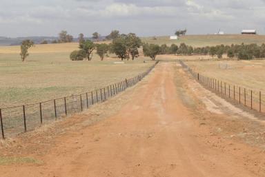 Farm Sold - NSW - Cootamundra - 2590 - Highly Productive Approx 517 Acre Block 7.5km From Cootamundra Main Street  (Image 2)