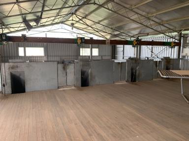 Farm For Sale - NSW - Collarenebri - 2833 - FOR LEASE BY EXPRESSIONS OF INTEREST  (Image 2)