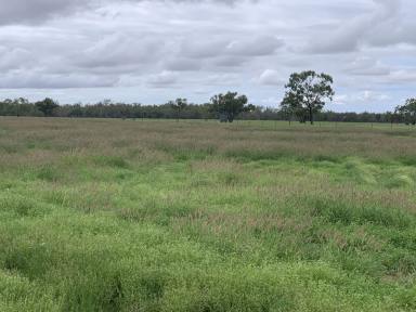 Farm For Sale - NSW - Collarenebri - 2833 - FOR LEASE BY EXPRESSIONS OF INTEREST  (Image 2)