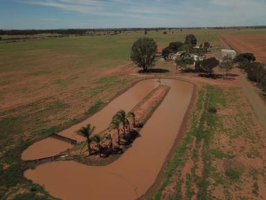 Farm Sold - NSW - West Wyalong - 2671 - Excellent lifestyle opportunity!   113.89 acres  (Image 2)