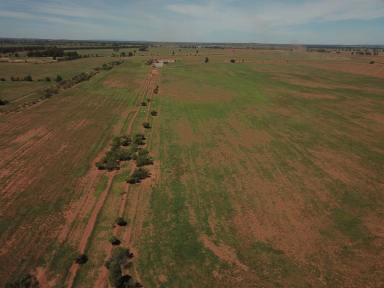 Farm Sold - NSW - West Wyalong - 2671 - Excellent lifestyle opportunity!   113.89 acres  (Image 2)