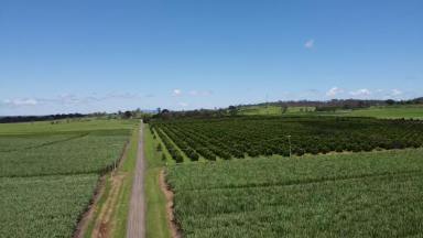 Farm Sold - QLD - Gin Gin - 4671 - Top sugar cane farm, total area38.73h/a...about..95 acres.  (Image 2)