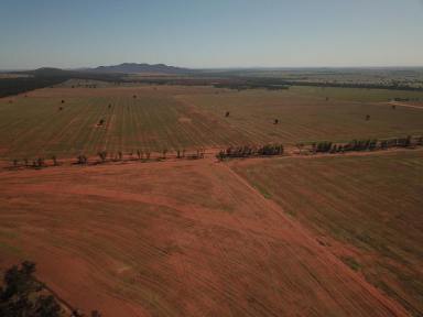 Farm Sold - NSW - Burcher - 2671 - 3,664 Acres of Beautiful Red Cropping Dirt.  (Image 2)