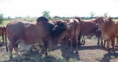 Farm Sold - QLD - Coen - 4892 - YARRADEN STATION - CAPE YORK - 336, 000 acre cattle station for sale  (Image 2)