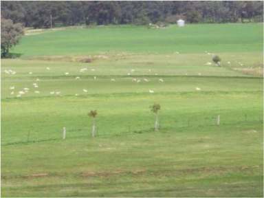 Farm Sold - NSW - Cowra - 2794 - KNOWN AS KIA-ORA - 1000 ACRE PRODUCTIVE FARM IN PRIME LAMB & WOOL REGION  - EXCELLENT WATER (GREAT  (Image 2)