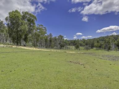 Farm Sold - TAS - Forcett - 7173 - A slice of beautiful Forcett could be yours!  (Image 2)