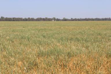 Farm Sold - NSW - Moree - 2400 - BLACK SOIL FARMING  (Image 2)