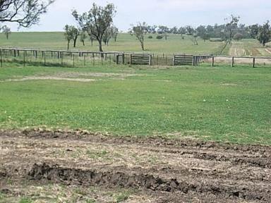 Farm For Sale - NSW - Warialda - 2402 - GOO AGRICULTURAL LAND  (Image 2)