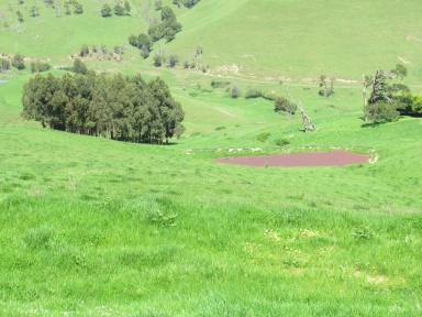 Farm Sold - VIC - Strzelecki - 3950 - PRODUCTIVE HILL GRAZING COUNTRY 256 ACRES  (Image 2)