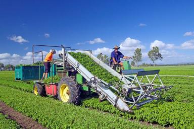 Farm Sold - QLD - Biloela - 4715 - "Navillus" - Mixed Farm Incomes  Favourable Contracts to Approved Growers  (Image 2)