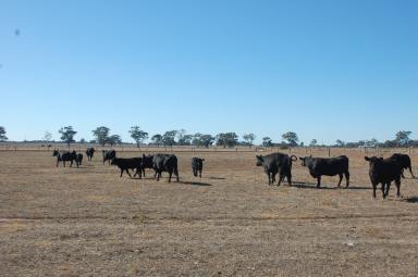 Farm Sold - VIC - Harston - 3616 - Opportunity Knocks - 146.59ha (362 Acres approximately)  3 Titles  (Image 2)