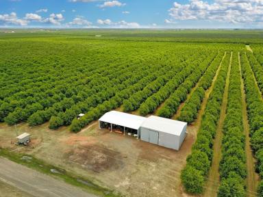 Farm Sold - QLD - Welcome Creek - 4670 - HIGH YIELDING MACADAMIA FARM  (Image 2)