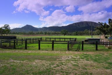 Farm Sold - NSW - Doyles Creek - 2330 - 55 Acre Lifestyle Property with Mountain Back Drop  (Image 2)