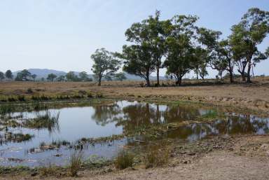 Farm Sold - NSW - Singleton - 2330 - ACREAGE, SHED, DAMS!  (Image 2)