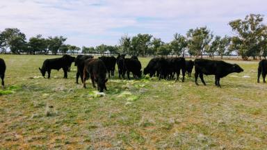Farm Sold - VIC - Roslynmead - 3564 - 90 Acres with Planning Permit  (Image 2)