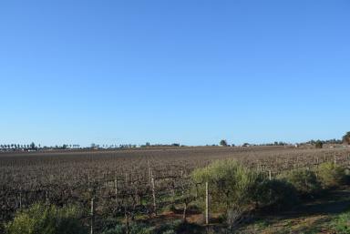 Farm Sold - VIC - Merbein - 3505 - Redevelop and reap the rewards  (Image 2)