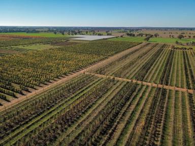 Farm Sold - VIC - Tatura East - 3616 - Modern Orchard with Huge Potential  (Image 2)