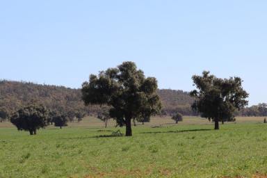 Farm Sold - NSW - Monia Gap - 2675 - Some Of The Best Soils You Will Ever See  (Image 2)